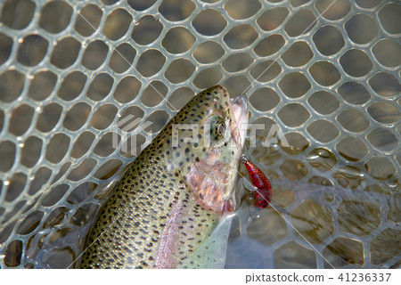 Rainbow trout of rubbernet 41236337