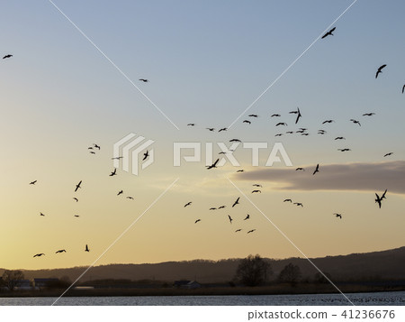 Evening flock of birds flying in the sky (Miyajima Swamp Magan) 41236676