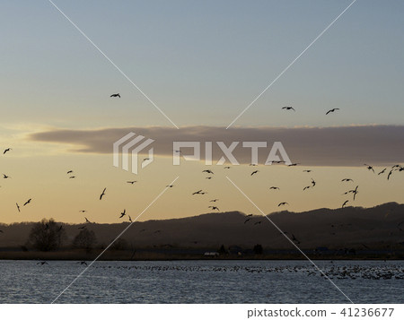 Evening flocks of birds flying in the sky (Spring of Magan in Miyajima swamp) 41236677