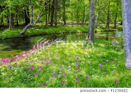 Clinkow blooming in the waterside of the forest 41236682
