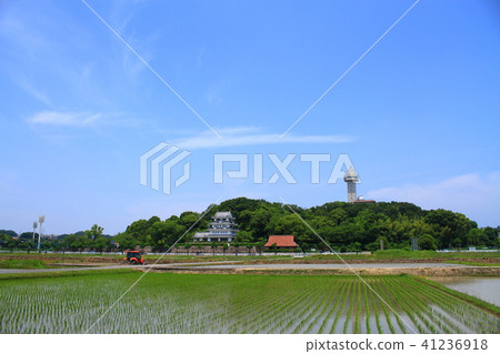 Aichi prefecture Owariasahi city rice planting time scenery Aichi prefecture Owariasahi city rice planting time scenery 41236918