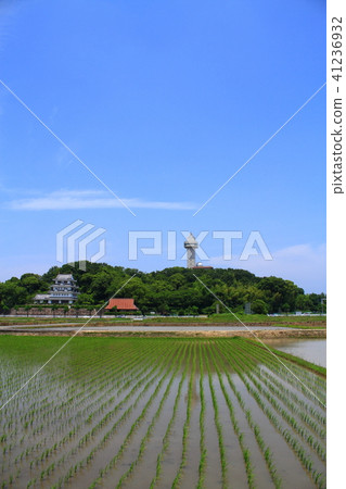 Aichi prefecture Owariasahi city rice planting time scenery 41236932