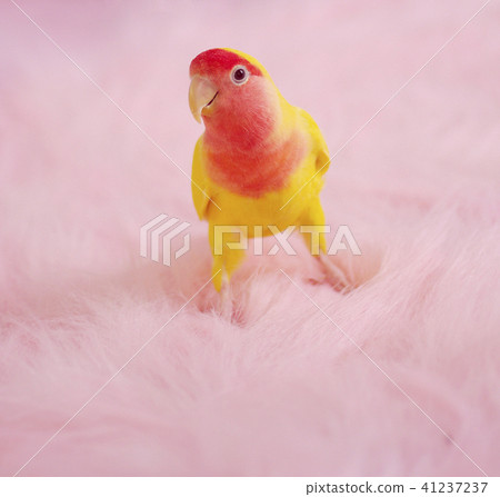 可愛的kozakurineko 41237237