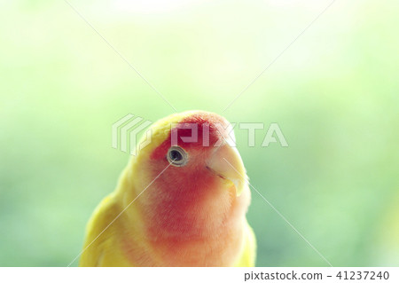 Cute kozakurineko 41237240