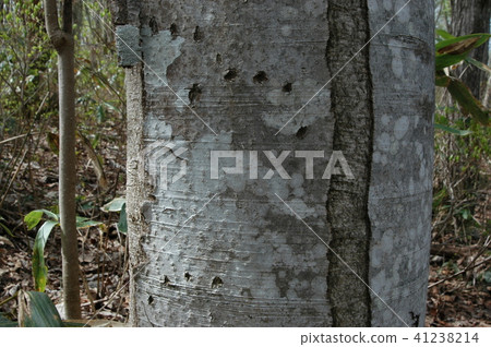 Nail mark of a bear 41238214