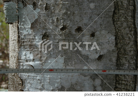 Nail mark of a bear Nail mark of a bear 41238221