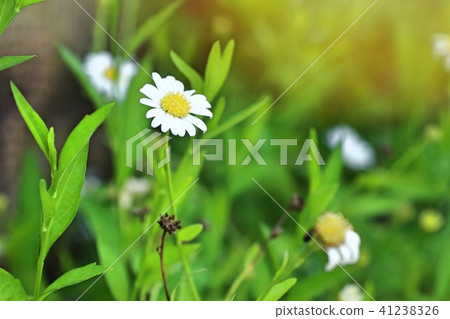 Diasy flower in tropica 41238326