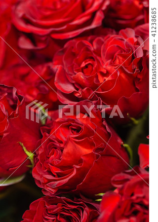 rose flowers background 41238685