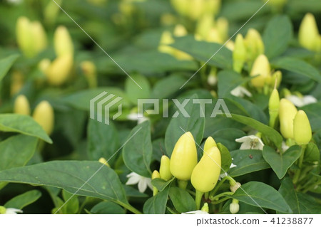 Chili peppers in garden Chili peppers in garden 41238877