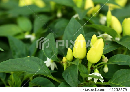 Chili peppers in garden Chili peppers in garden 41238879