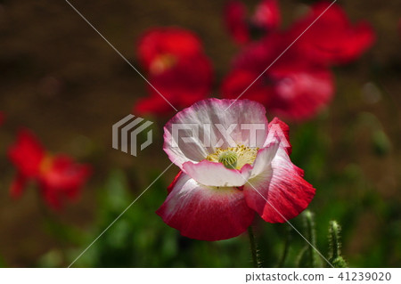 Poppy Poppy 41239020