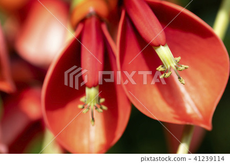 美國Deigo 41239114