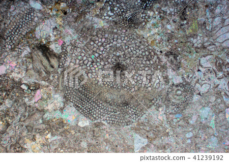 Fossil slices of lepidocriclin 41239192