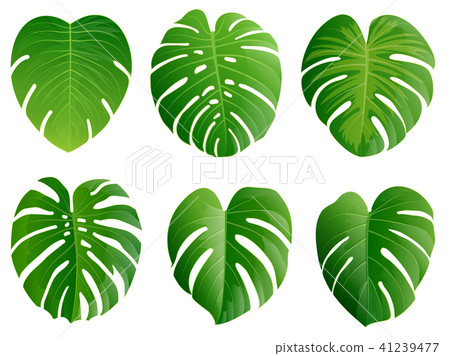Summer, spring leaves set. Green flat icon vector. 41239477