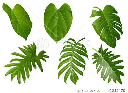 Summer, spring leaves set. Green flat icon vector. Summer, spring leaves set. Green flat icon vector. 41239478