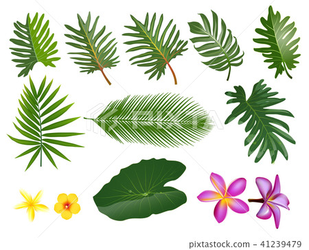 Summer, spring leaves set. Green flat icon vector. Summer, spring leaves set. Green flat icon vector. 41239479