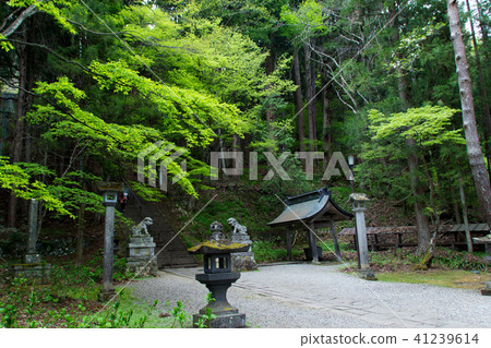 Togakushi Shrine · Fresh green treasure company / Nagano prefecture Nagano city Togakushi Shrine · Fresh green treasure company / Nagano prefecture Nagano city 41239614