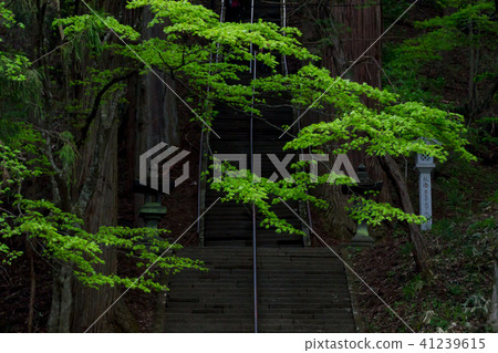 Togakushi Shrine·新鮮的綠寶公司/長野縣長野市 41239615