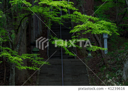 Togakushi Shrine·新鮮的綠寶公司/長野縣長野市 Togakushi Shrine·新鮮的綠寶公司/長野縣長野市 41239616