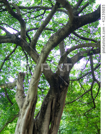 Eucalyptus Eucalyptus 41239885