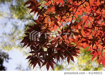 Autumn leaves Autumn leaves 41240031