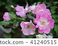 Rose "Flower Path Takarazuka" 41240515