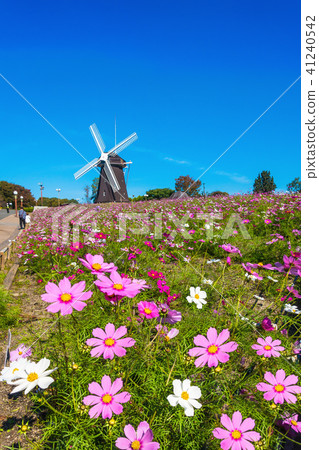 Windmill and cosmos of Hanazono memorial park Windmill and cosmos of Hanazono memorial park 41240542
