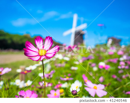 Cosmos and windmill of Hanahōn Memorial Park 41240546