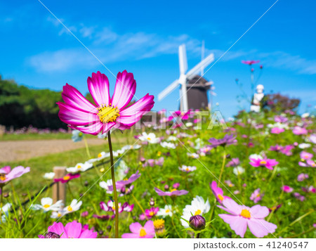 Cosmos and windmill of Hanahōn Memorial Park Cosmos and windmill of Hanahōn Memorial Park 41240547