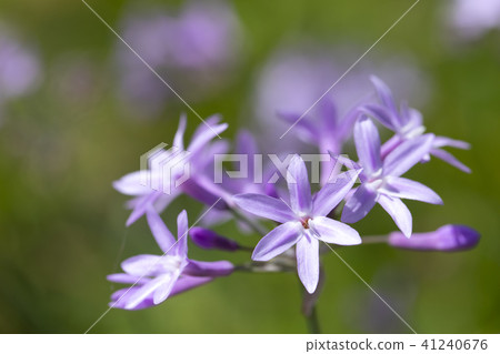 Tulubakia Tulubakia 41240676
