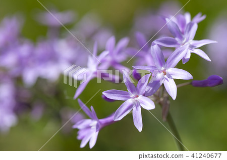 Tulubakia Tulubakia 41240677