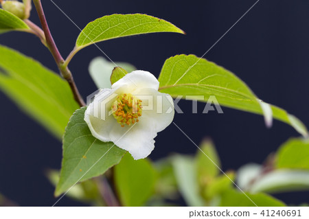 Himeishara的花 41240691