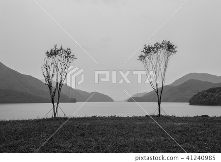 tree, Scenery, Sea 41240985