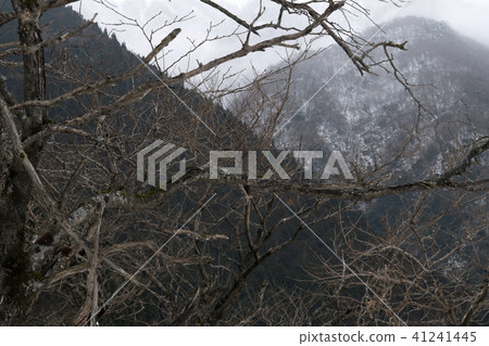 A withered branch and a cold mountain 41241445