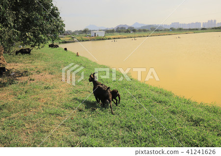 a goat eat grass at  Tai Sang Wai 41241626