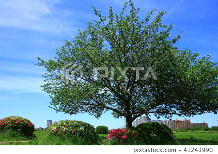 New green tree, skyscraper and blue sky New green tree, skyscraper and blue sky 41241990