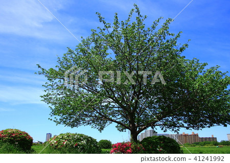 New green tree, skyscraper and blue sky 41241992