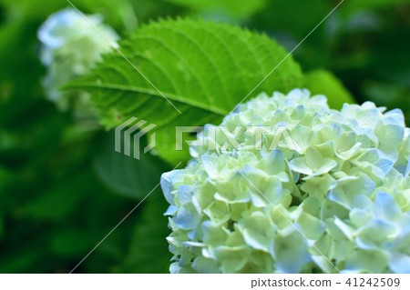 繡球 繡球 41242509