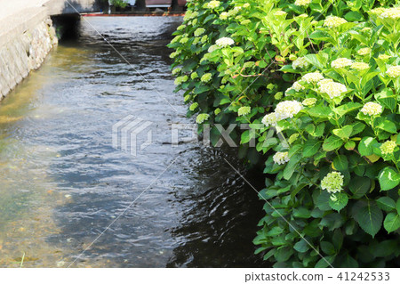 hydrangea   41242533