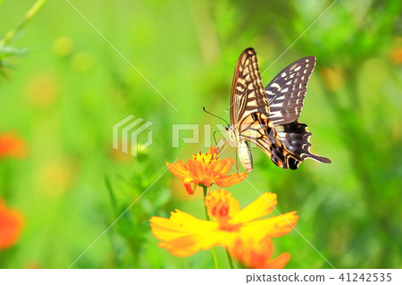 Nami swallowtail butterfly 41242535