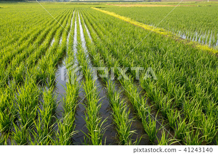 Sanae水稻種植的成長 41243140
