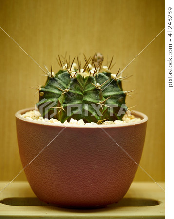 Cactus. Astrophytum Cactus. Astrophytum 41243239