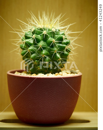 Cactus. Golden barrel cactus 41243249
