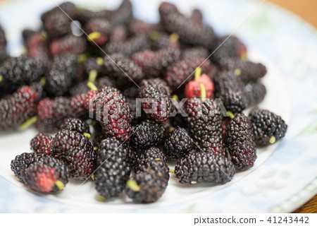 The harvested mulberry has a deep sweet and sour taste The harvested mulberry has a deep sweet and sour taste 41243442