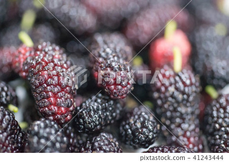 The harvested mulberry has a deep sweet and sour taste The harvested mulberry has a deep sweet and sour taste 41243444