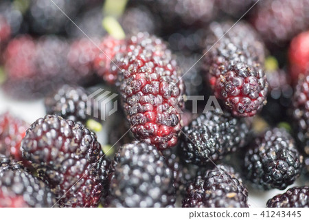 The harvested mulberry has a deep sweet and sour taste The harvested mulberry has a deep sweet and sour taste 41243445