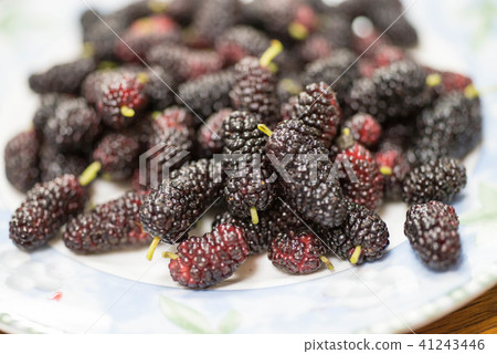 The harvested mulberry has a deep sweet and sour taste The harvested mulberry has a deep sweet and sour taste 41243446