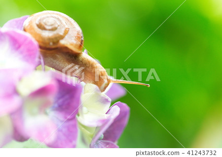 Hydrangea and snail 41243732