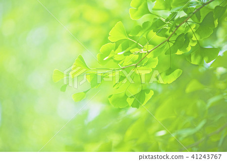 Fresh green 41243767