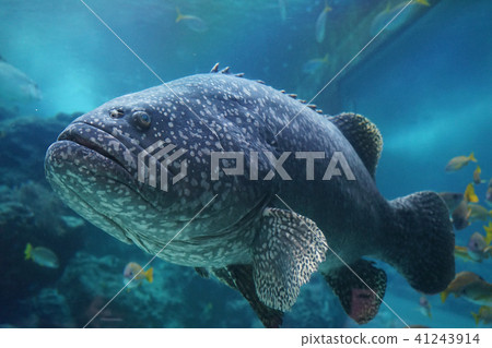 Okinawa Churaumi Aquarium 41243914